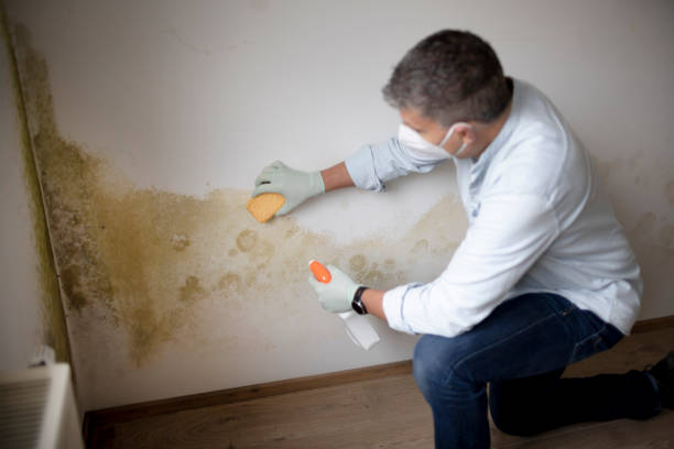 Best Post-Remediation Verification Testing  in Fkville, AL