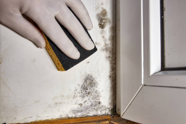 Best Emergency Mold Remediation  in Fkville, AL