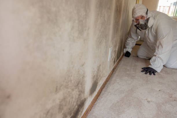 Best Industrial Mold Remediation  in Fkville, AL